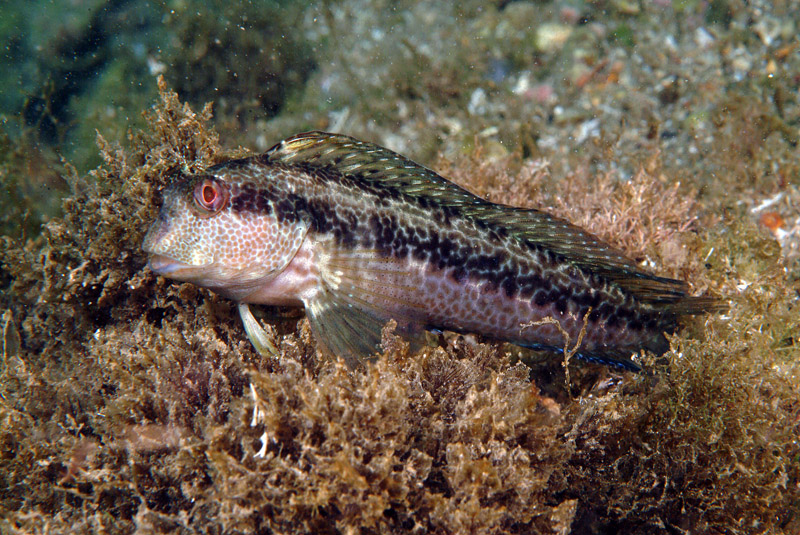Livree di Parablennius pilicornis